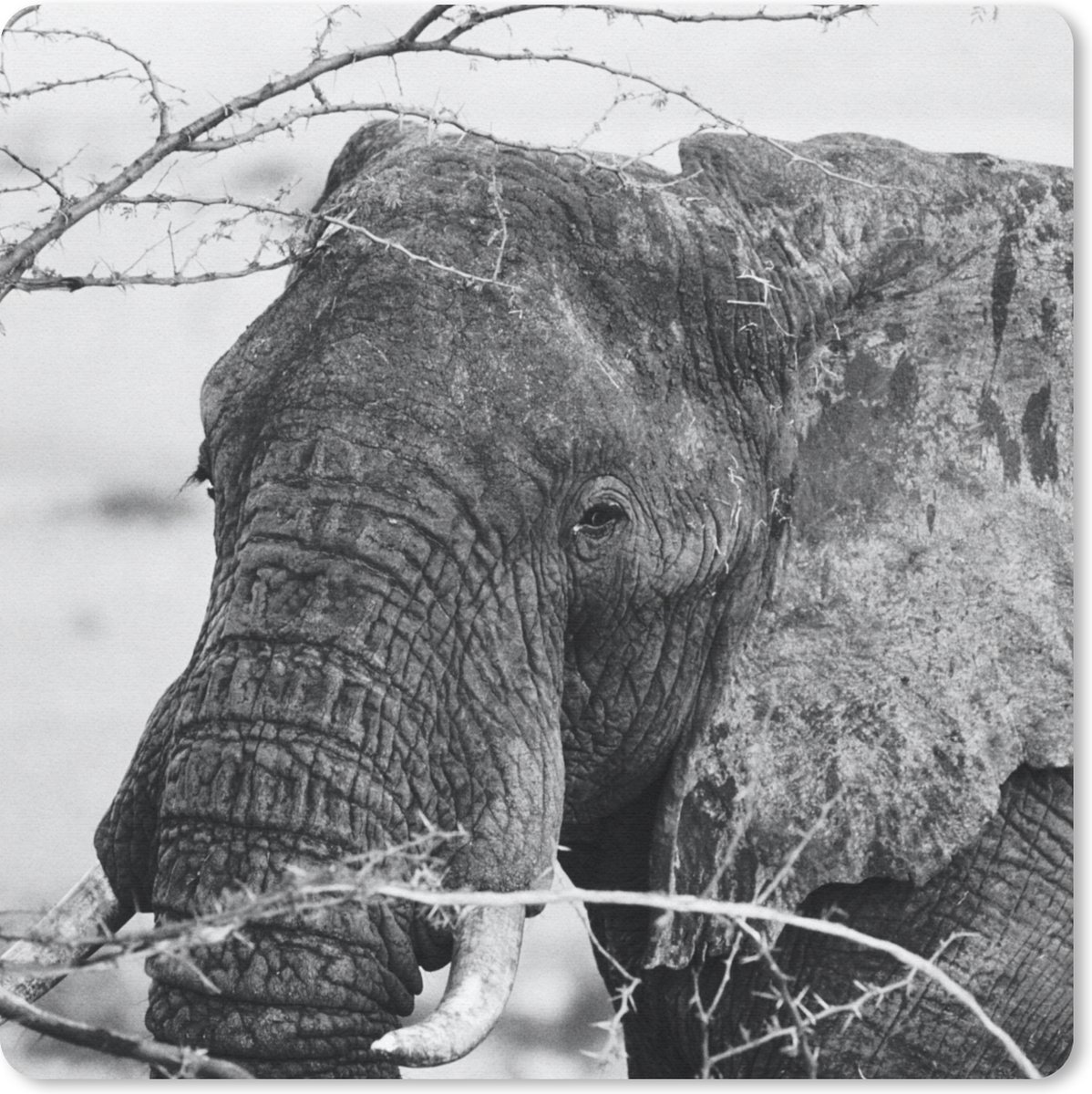 Muismat 30x30 cm - Mousepad Olifant - Dieren - Takken - Natuur - Zwart wit - Muismatten