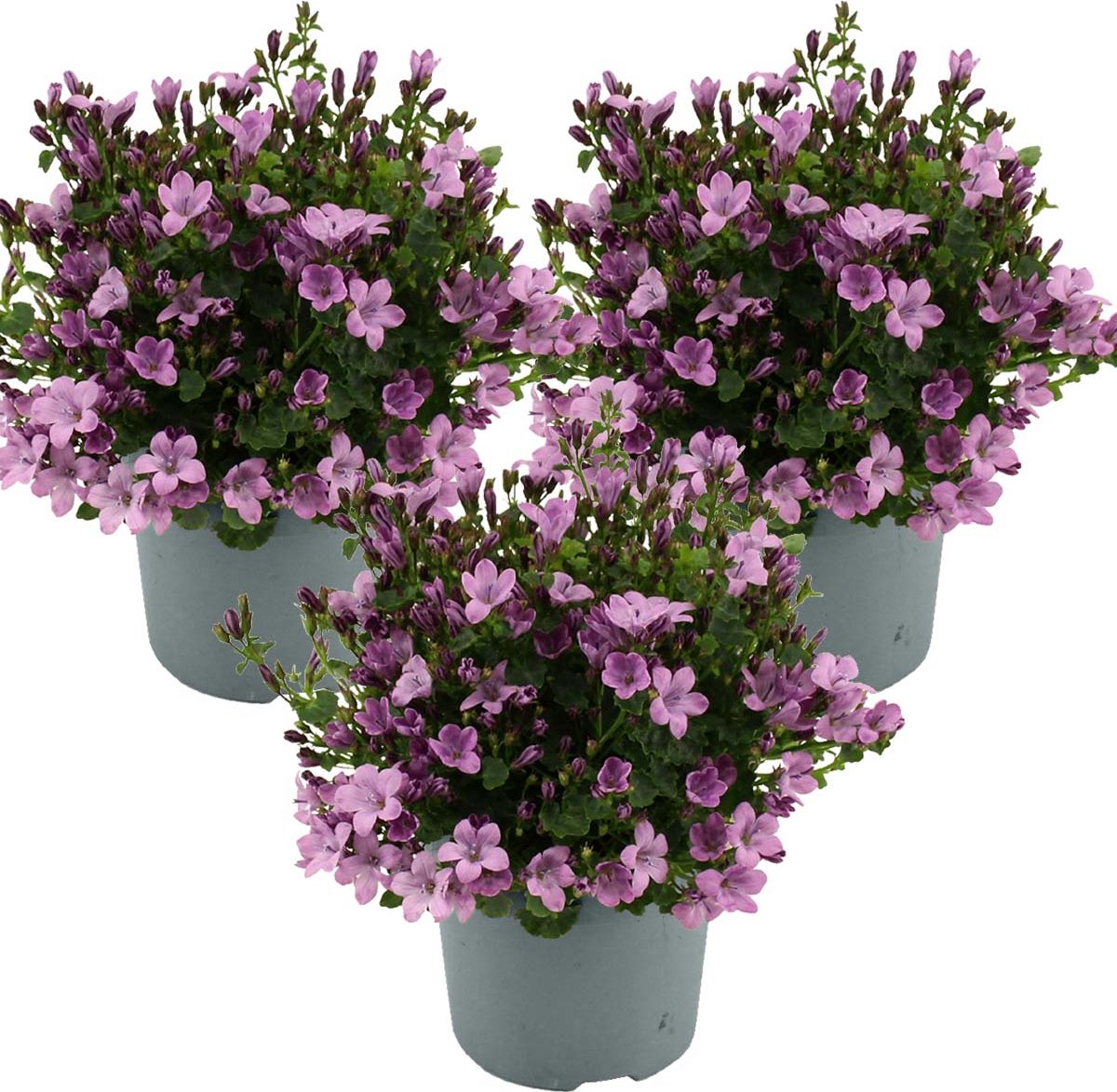 Biologisch Klokjesbloem - Campanula lactiflora plant kopen