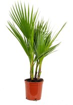 Bloomique - Washingtonia Robusta - Mexicaanse Waaierpalm - Palmboom Winterhard - Tuinplanten - Hoogte 60-80 cm - Pot 17 cm