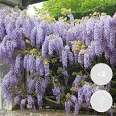 Bloomique - Lot de 2 - Wisteria sinensis 'Prolific' - Glycine bleue - Plantes grimpantes - Plantes de jardin - Rustiques - 50-70 cm de haut - Pot 15 cm