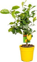 Bloomique - Citrus Limon - Citroen - Citroenboom - Citrusboom - Fruitboom - Tuinplanten - Hoogte 50-70 cm - Pot 19 cm