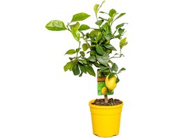 Bloomique - Citrus Limon - Citroen - Citroenboom - Citrusboom - Fruitboom - Tuinplanten - Hoogte 50-70 cm - Pot 19 cm