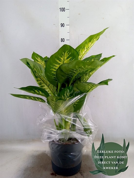12 mooiste Dieffenbachia soorten op een rijtje 10 Dieffenbachia Reeva