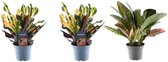 3x Croton Codiaeum mix - 30 cm - ø12