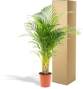Areca Palm XXL - Goudpalm, Dypsis Lutescens - Hoogte 130cm - Potmaat 24cm