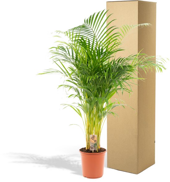 Areca Palm XXL - Goudpalm, Dypsis Lutescens - Hoogte 130cm - Potmaat 24cm