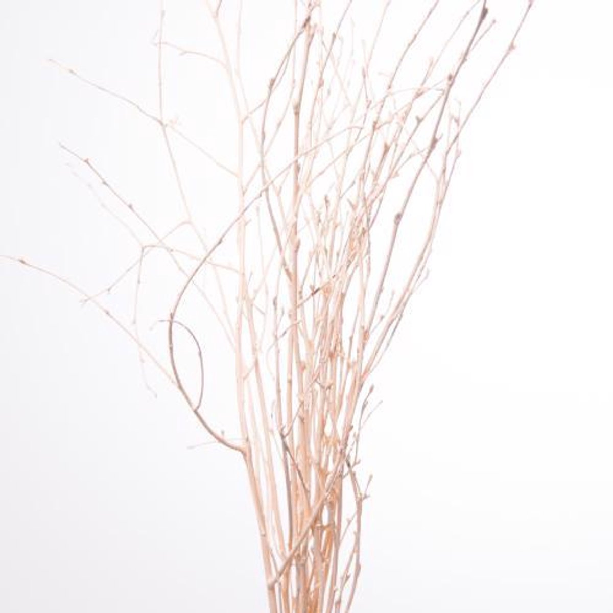 10x Tk betula apricot 70cm
