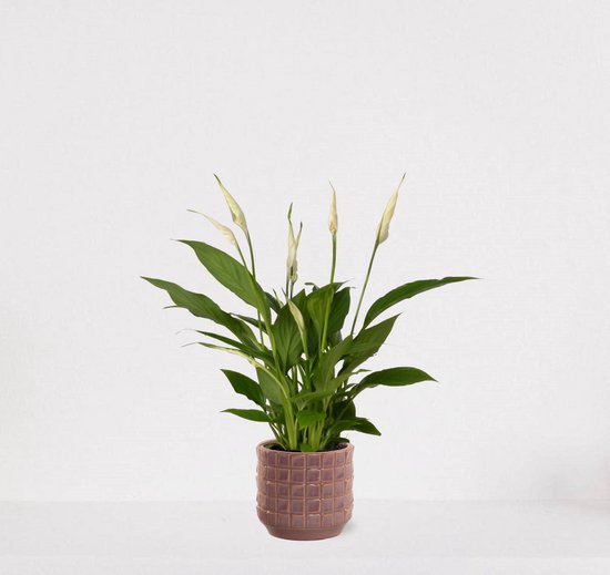 Spathiphyllum in sierpot Janneke oudroze – witte kamerplant – luchtzuiverende lepelplant - 35-50cm - Ø13 – geleverd met plantenpot – vers uit de kwekerij