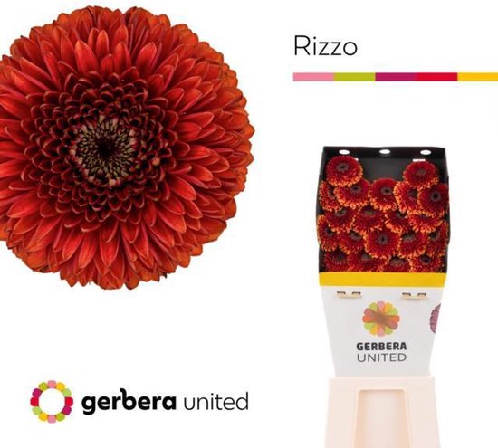 20x Germini pomponi rizzo 70cm | bol