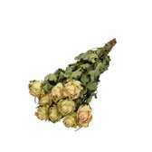 Lichtgroene gedroogde rozen | Rozen droogbloemen | 10 rozen per bos | Lengte 40 centimeter | Per bos te bestellen