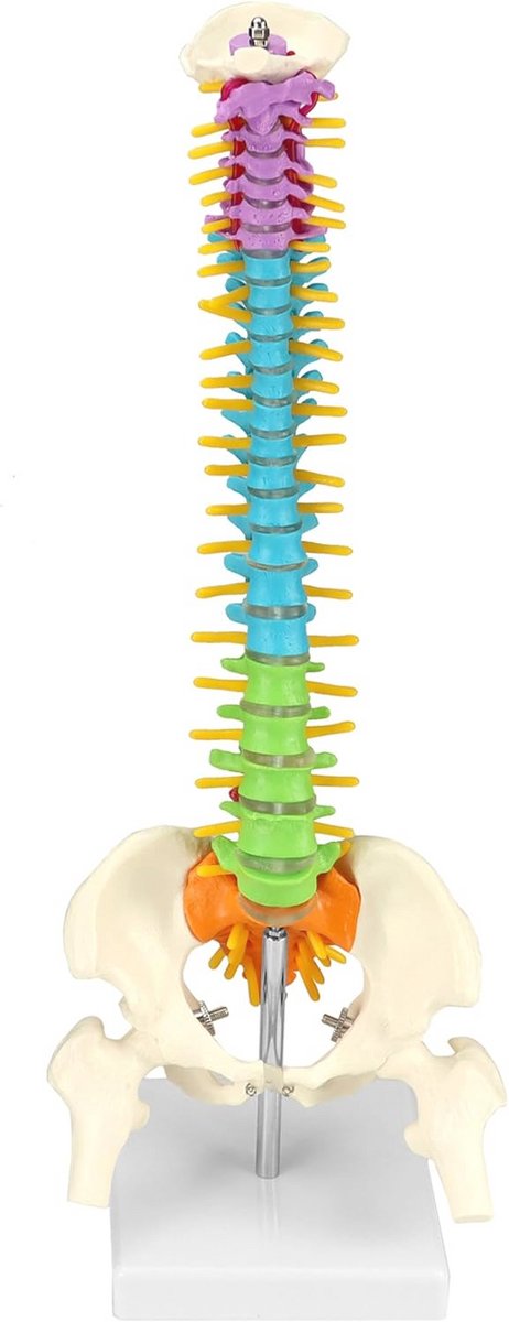 Anatomisch Ruggengraatmodel met Spinale Zenuwen en Bekken - 45 cm