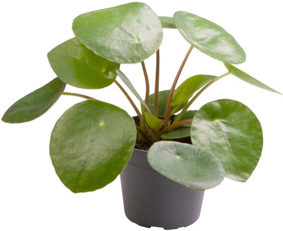 Pilea Peperomioides - Hoogte 15cm - Pot 6cm