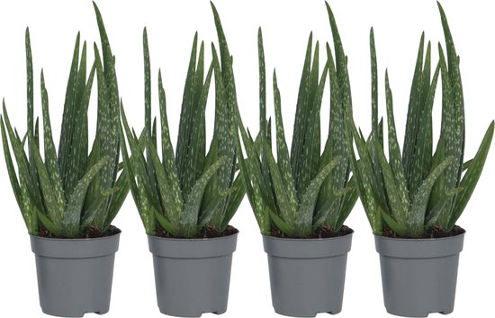Plant in a Box - Set van 4 Aloë Vera - Kamerplanten - Succulenten - Pot 10,5cm - Hoogte 25-40cm