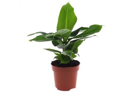 Musa 'Tropicana' - Hoogte 35cm - Pot 12cm