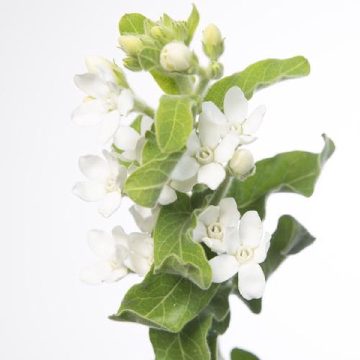 25x Oxypetalum perfect white harmony 60cm