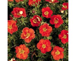 Potentilla Fruticosa 'Red Ace' - Struikganzerik 20-25 cm pot