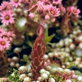 6 x Sempervivum Arachnoideum - Spinnewebhuislook - Rozetten, zilverachtige draden, kleine witte bloemen