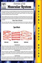 Blokehead Easy Study Guide - Muscular System ( Blokehead Easy Study Guide)