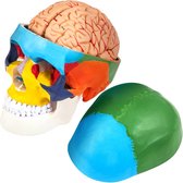 Dakta® Modèle de crâne humain Modèle de crâne anatomique 8 parties 1:1 colorées