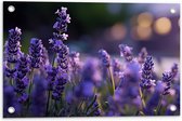 Tuinposter – Lavendel Planten in Grasveld in de Avond - Bloemen - 60x40 cm Foto op Tuinposter (wanddecoratie voor buiten en binnen)