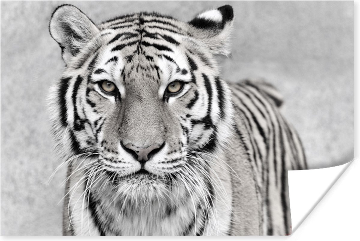 Poster Tijger - Natuur - Zwart - Wit - 30x20 cm