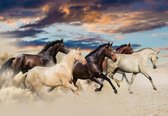 Fotobehang - Vliesbehang - Galopperende Paarden in de Woestijn - 208 x 146 cm