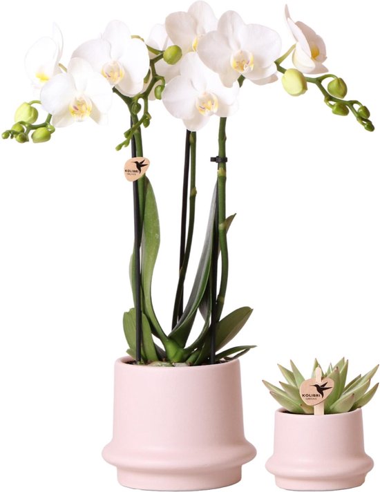 Pot Pour Orchidées En Plastique, 3PCS Pots De Fleurs Diamètre 14cm En