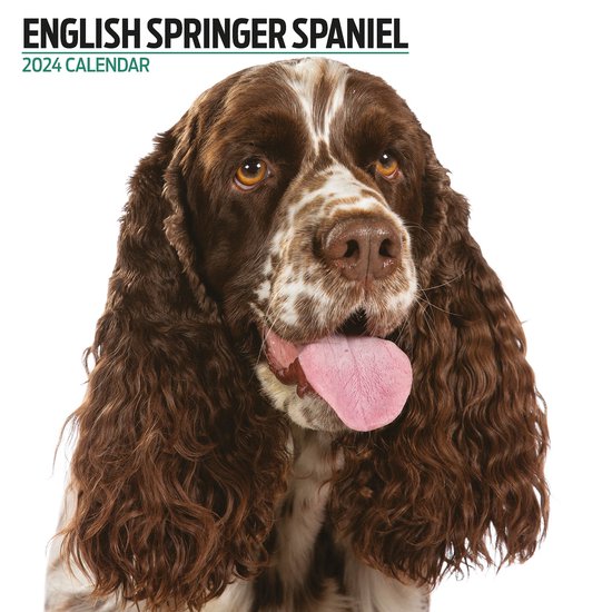 Engelse Springer Spaniel Kalender 2024 Modern