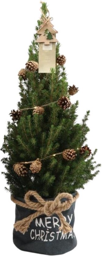 Trendyplants - Kerstboom in blauwe Xmas zak inclusief verlichting - Picea glauca Conica - Winterhard - Hoogte 60-80 cm - Potmaat Ø19cm