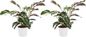 Bloomique - Set van 2 - Calathea White Fusion - Pauwenplant - Kamerplanten - Luchtzuiverend - Gemakkelijk in onderhoud - Hoogte 40-50 cm - Pot 14cm
