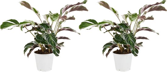 Bloomique - Set van 2 - Calathea White Fusion - Pauwenplant - Kamerplanten - Luchtzuiverend - Gemakkelijk in onderhoud - Hoogte 40-50 cm - Pot 14cm