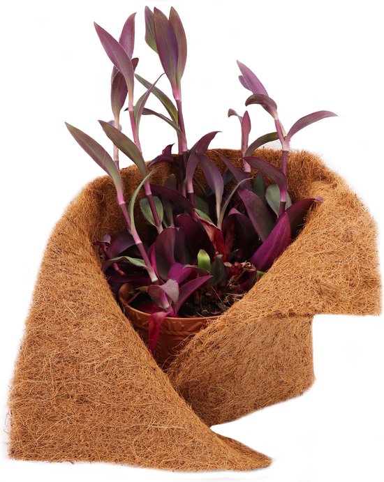 Paarse plant in een bruine kokosmat verpakt.