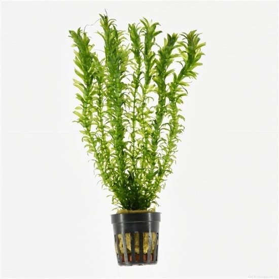AQUAlook Elodea Densa | Élodée | En vrac 50 pièces