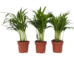 Plant in a Box - Dypsis Lutescens - Set van 3 - Areca - Goudpalm - Luchtzuiverende groene kamerplant - Pot 12cm - Hoogte 30-45cm