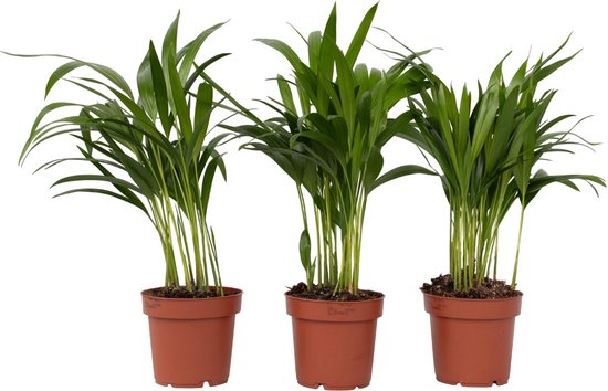 Plant in a Box - Dypsis Lutescens - Set van 3 - Areca - Goudpalm - Luchtzuiverende groene kamerplant - Pot 12cm - Hoogte 30-45cm