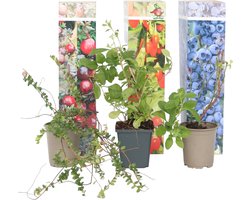 Plant in a Box - Superfruit - Mix van 6 - Fruitbomen - Lycium barbarum, vaccinium corymbosum, vaccinium macrocarpon - Pot 9cm - Hoogte 25-40cm