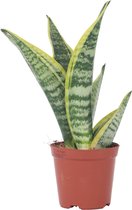 Plant in a Box - Sansevieria Laurentii - Makkelijke Kamerplant - Vrouwentong - Pot 12cm - Hoogte 30-40cm