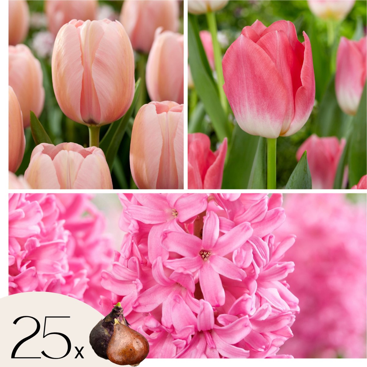 Plant in a Box - Kleur je tuin 'Pink Blush' - Set van 25 bloembollen - Tulpen & hyacinten - Vroege voorjaarsbloeiers voor de tuin - Roze bloemen - Herfstplanting