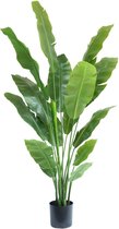 Strelitzia Kunstplant 180cm Deluxe
