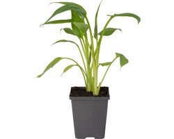 Moerings Zantedeschia Pink | Moeras Aronskelk | In 9CM pot