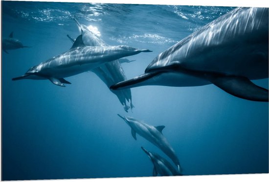 Dibond - Groepje Dolfijnen in het Water - 120x80cm Foto op Aluminium (Wanddecoratie van metaal)