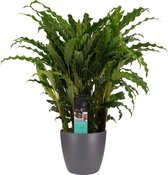 Hellogreen Kamerplant - Calathea Bluegrass - 60 cm - Elho Brussels antraciet