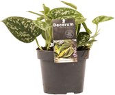 Hellogreen Kamerplant - Scindapsus Pictus/Trebie - 15 cm