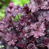 25 x Heuchera micantha 'Palace Purple' - Purperklokje in 9x9cm pot met hoogte 5-10cm