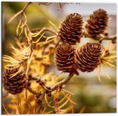 Dibond - Dennenappels aan een Boom - 50x50cm Foto op Aluminium (Wanddecoratie van metaal)