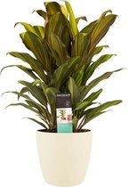 Kamerplant van Botanicly – Cordyline Fruticosa Kiwi incl. crème kleurig sierpot als set – Hoogte: 60 cm