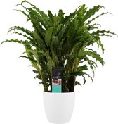 Kamerplant van Botanicly – Marantaceae incl. sierpot wit als set – Hoogte: 60 cm – Calathea Bluestar