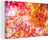 Canvas Schilderij Japanse esdoorn met herfstkleuren - 30x20 cm - Wanddecoratie