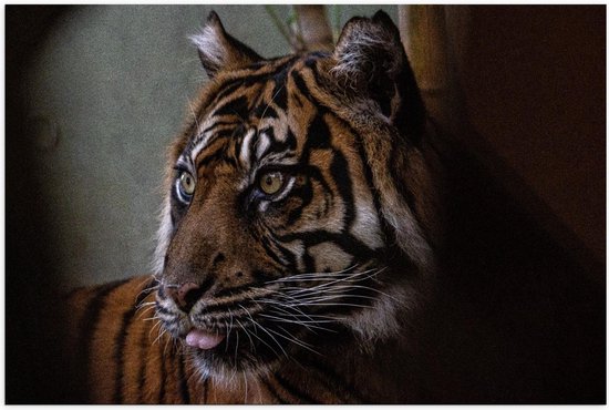 Poster – Tijgerkop - 120x80cm Foto op Posterpapier