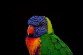 Kleurijke Lori op zwarte achtergrond - 40 x 30 cm - Close-up - Wanddecoratie op canvas - Vogels - Dieren